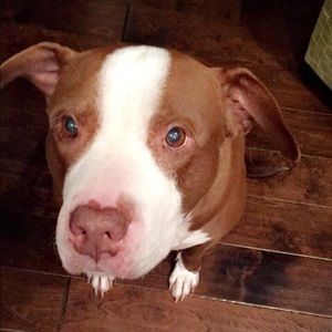 Meet your Posher, Monica